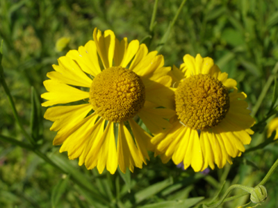 Helenium autumnale