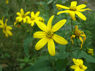 Helianthus divaricatus