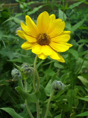 Helianthus mollis