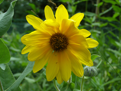 Helianthus mollis