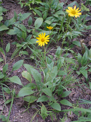 Helianthus occidentalis