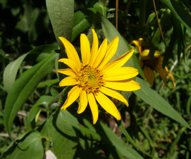 Heliopsis helianthoides