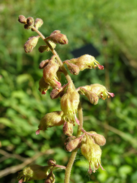 Heuchera richardsonii