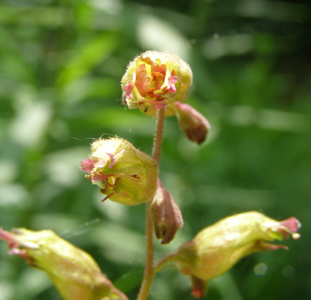 Heuchera richardsonii