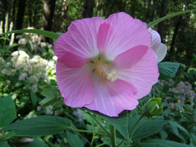 Hibiscus moscheutos