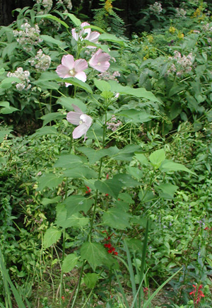 Hibiscus moscheutos