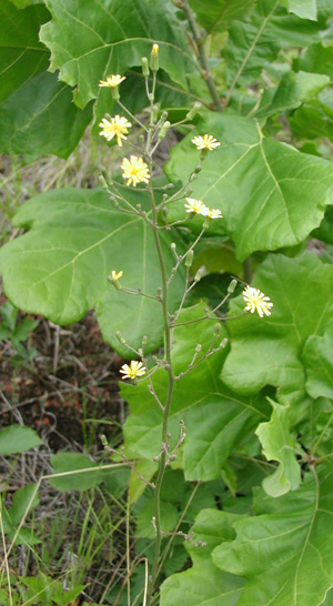 Hieracium scabrum