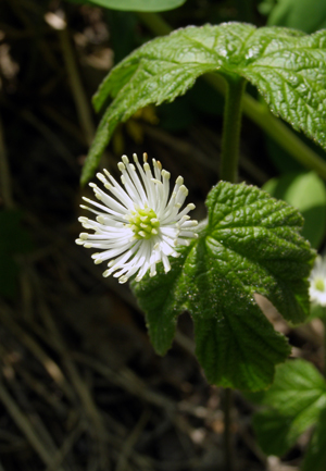 Hydrastis canadensis