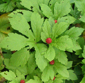 Hydrastis canadensis