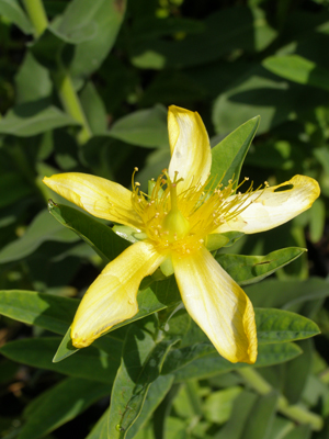 Hypericum ascyron