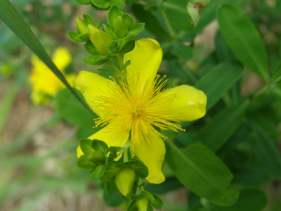 Hypericum kalmianum