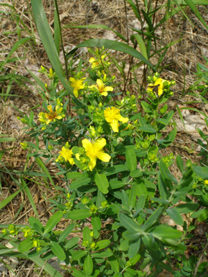 Hypericum kalmianum