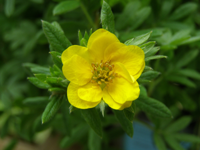 Hypericum prolificum