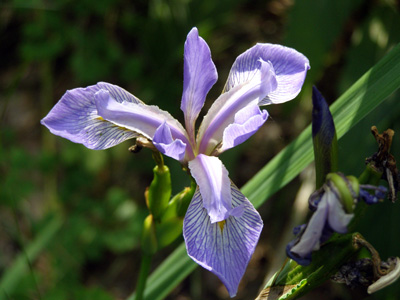 Iris virginica var. shrevei