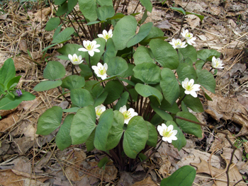 Jeffersonia diphylla