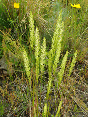 Koeleria macrantha