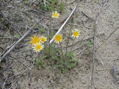 Krigia virginica