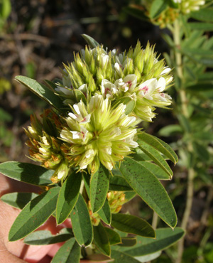 Lespedeza capitata