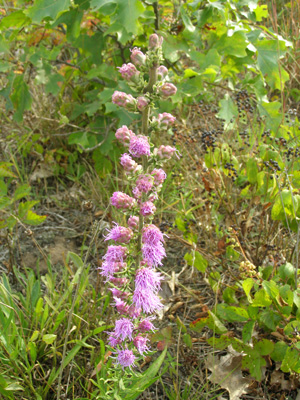 Liatris aspera