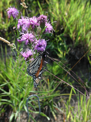 Liatris cylindracea