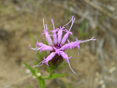 Liatris cylindracea