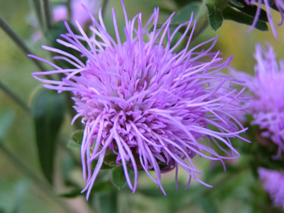 Liatris scariosa