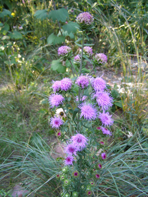 Liatris scariosa