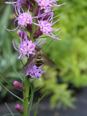 Liatris spicata