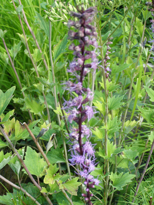 Liatris spicata