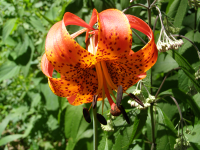 Lilium michiganense