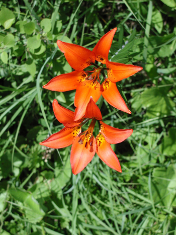 Lilium philadelphicum