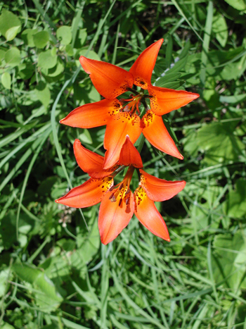 Lilium philadelphicum