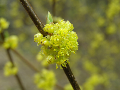 Lindera benzoin