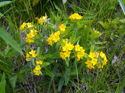 Lithospermum canescens