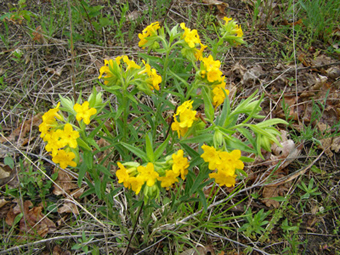 Lithospermum caroliniense