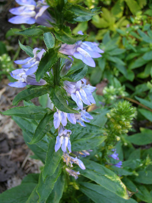 Lobelia silphilitica