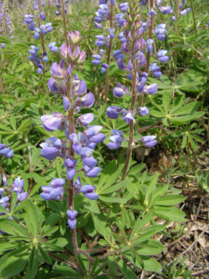 Lupinus perennis