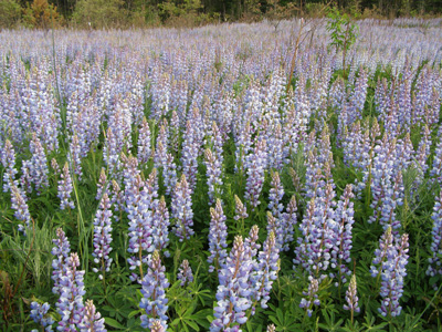 Lupinus perennis