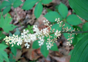 Maianthemum racemosum