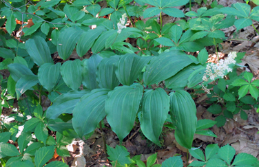 Maianthemum racemosum