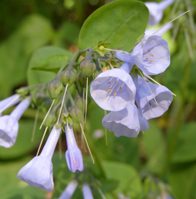 Mertensia virginica