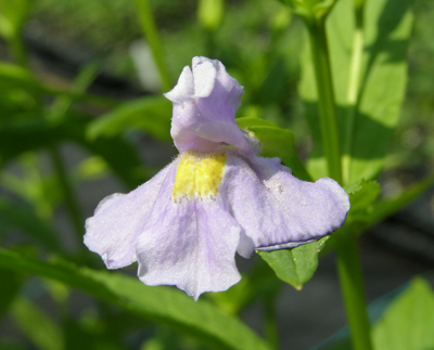 Mimulus ringens