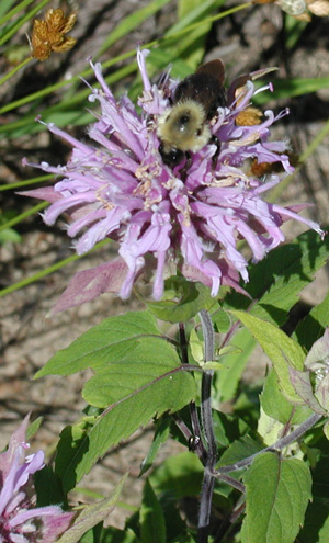 Monarda fistulosa