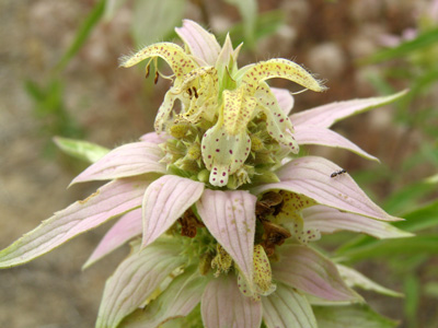 Monarda punctata