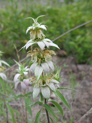 Monarda punctata