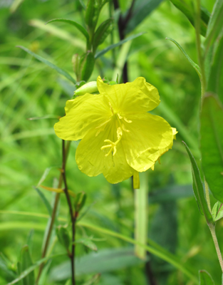 Oenothera fruticosa