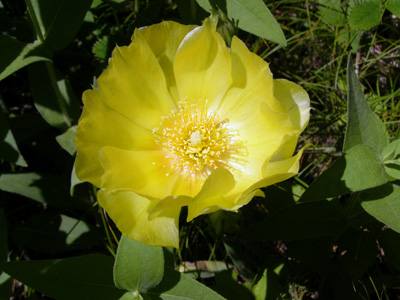 Opuntia humifusa