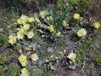 Opuntia humifusa