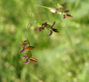 Panicum virgatum