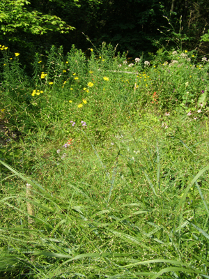 Panicum virgatum